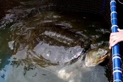 Rùa hồ Gươm sẽ sớm trở lại môi trường hồ Gươm trong thời gian tới (Ảnh: Anh Tuấn/Vietnam+)