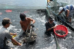 Sản lượng thủy sản của tỉnh Cà Mau năm 2014 tăng trên 10%