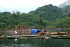 Tuyên Quang đầu tư 18 tỷ đồng phát triển thủy sản lòng hồ thủy điện