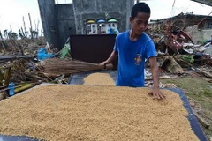 Philippines hạ mục tiêu về sản lượng lúa gạo trong năm 2014