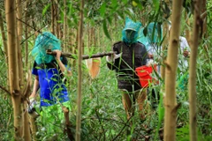 [Photo] Về cực Nam Tổ quốc trải nghiệm gác kèo ong ở rừng U Minh Hạ 