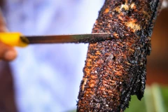 Về miền Tây sông nước thưởng thức đặc sản vùng rừng U Minh 