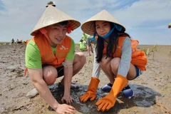 Các tình nguyện viên tham gia trồng rừng ngập mặn. (Nguồn: Vietnam+)