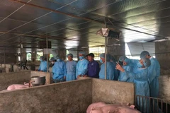 Kiểm tra dịch tả lợn châu Phi tại huyện Chương Mỹ, Hà Nội. (Ảnh minh họa: Phương Anh/TTXVN)