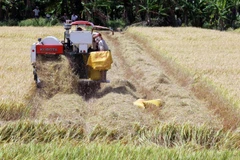 Nông dân xã Thạnh Lộc, huyện Châu Thành, Kiên Giang thu hoạch lúa Đông Xuân đầu năm Kỷ Hợi 2019. (Ảnh minh họa: Lê Sen/TTXVN)