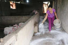 Các biện pháp phòng trừ được người dân tích cực thực hiện tại vùng dịch huyện Quỳnh Lưu, Nghệ An. (Ảnh: Nguyễn Oanh/TTXVN)