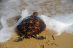 (Ảnh minh họa: Xuân Triệu/TTXVN)