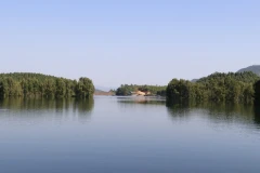 Cây tràm Úc góp phần phủ xanh đất bán ngập trong mùa nước cạn, đồng thời còn để "tiêu diệt" diện tích cây mai dương xâm thực vùng hồ Thác Bà. (Ảnh: Đức Tưởng/TTXVN)