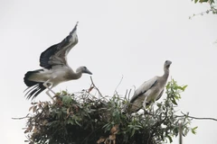 Cò nhạn (còn gọi là Cò Ốc), thuộc họ Diệc, bộ Hạc, ở bậc R (cực kỳ quý hiếm) trong Sách Đỏ Việt Nam. (Ảnh: Nguyễn Văn Trí/TTXVN)