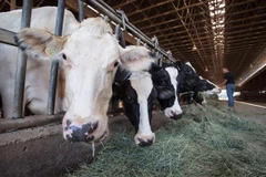 Trang trại nuôi bò sữa ở Surrey, tỉnh cực Tây British Columbia, Canada ngày 30/8/2018. (Ảnh: CANADA PRESS/ TTXVN)