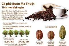 [Infographics] Càphê Buôn Ma Thuột - Tinh hoa đại ngàn