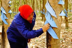 Nữ công nhân lắp mái che mưa để cạo mủ. (Ảnh: PV/Vietnam+)