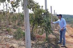 Vườn chanh dây bị cắt gốc gây tổn thất nặng nề về. (Ảnh: Hồng Điệp/TTXVN)