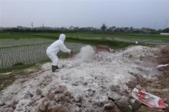 Nhân viên thú y rắc vôi bột khử trùng nơi tiêu hủy lợn bệnh theo quy định ở thôn An Chiêng, xã Liên Phương, TP Hưng Yên. (Ảnh: Vũ Sinh/TTXVN)