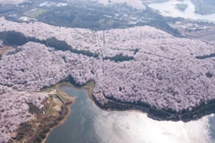 Hoa anh đào nở rộ tại tỉnh Quý Châu, Trung Quốc, ngày 19/3/2019. (Ảnh: THX/TTXVN)