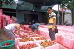 Ảnh minh họa. (Nguồn: Internet)