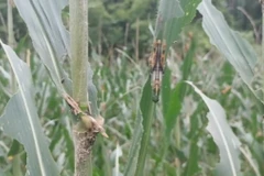 Châu chấu gây hại trên rừng vầu và ngô giai đoạn trỗ cờ (thâm râu) với tổng diện tích 143,5ha. (Ảnh: TTXVN phát)