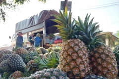 Người dân thu hoạch dứa bán cho thương lái. (Ảnh: Tuấn Anh/TTXVN)