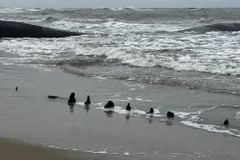 Xác tàu gỗ lộ thiên được ngư dân phát hiện tại bờ biển Tân Thành (TP Hội An) sau đợt triều cường, mưa lớn hai ngày vừa qua. (Nguồn: Báo Công an Nhân dân)