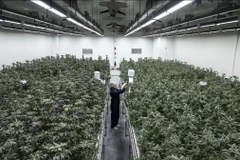 Cây cần sa tại một cơ sở trồng trọt ở Samut Prakan, Thái Lan. (Nguồn: Bloomberg)