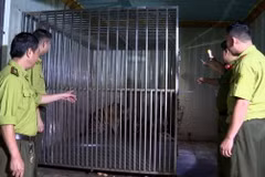 Cơ quan chức năng kiểm tra, phát hiện 2 cá thể hổ bị đối tượng Công nuôi nhốt trái phép. (Ảnh: TTXVN phát)