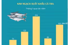 Xuất khẩu cá tra tăng gần gấp đôi trong tháng đầu tiên của năm