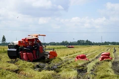 Nông dân xã Long Thạnh, huyện Giồng Riềng, tỉnh Kiên Giang, thu hoạch lúa Thu Đông. (Ảnh: Văn Sĩ/TTXVN)