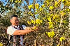 Người trồng mai ở xã Ia Kênh, thành phố Pleiku, tỉnh Gia Lai, tất bật cho vụ hoa Tết 2024. (Ảnh: Hồng Điệp/TTXVN)