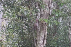 Một cá thể khỉ đuôi lợn sau khi được thả. (Ảnh minh họa: TTXVN phát)