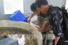 Trang trại Thức Mai tại thôn Can Hồ Mông, xã Ngũ Chỉ Sơn, thị xã Sa Pa, cung ứng cá giống, cám cá và thu mua cá xuất bán từ trên 30 hộ dân trong vùng. (Ảnh: TTXVN)