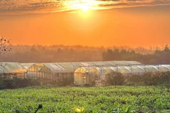 Mô hình sản xuất nông nghiệp công nghệ cao trong nhà màng tại Dfarm Quảng Trị tại thôn Động Sỏi, xã Kim Thạch, huyện Vĩnh Linh. (Ảnh: TTXVN phát)