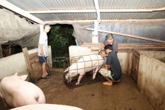 Người chăn nuôi xuất chuồng đàn lợn. (Ảnh: Thanh Tân/TTXVN)