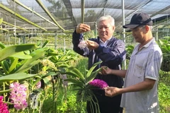 Vườn lan của gia đình anh Cao Quốc Nhân tại xã Láng Lớn, huyện Châu Đức, tỉnh Bà Rịa-Vũng Tàu. (Ảnh: Hoàng Nhị/TTXVN)