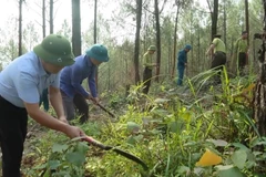 Lực lượng liên ngành phát thực bì ở khu vực dễ cháy rừng tại tỉnh Quảng Bình. (Ảnh: TTXVN phát)