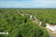 Rừng trồng trên cát ở các xã ven biển huyện Triệu Phong, tỉnh Quảng Trị. (Ảnh: Hồ Cầu/TTXVN)