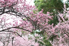 Hoa anh đào nở rộ, khoe sắc tại Australia 