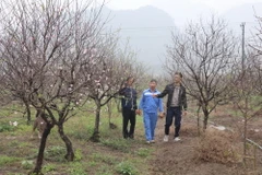 Ông Phạm Ngọc Hậu (áo xanh), thôn 3, xã Đông Sơn dẫn khách đi chọn cây đào tại vườn nhà. (Ảnh: Đức Phương/TTXVN)