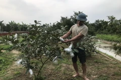 Anh Phạm Văn Trọng, xã Vĩnh Lập, kiểm tra ổi trồng của gia đình khi bị nước mặn xâm nhập. (Ảnh: Tiến Vĩnh/TTXVN)