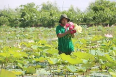 Mô hình sản xuất sen gắn với phát triển du lịch sinh thái theo chuỗi giá trị của Tổ hợp tác sen Lê Bo, xã Phương Thịnh, huyện Cao Lãnh, tỉnh Đồng Tháp. (Nguồn: báo Đồng Tháp)