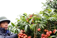 Thu hoạch, đóng gói vải thiều xuất khẩu tại Hải Dương