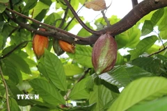 Ca cao. (Nguồn: TTXVN)