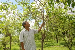 Là một kỹ sư nông nghiệp, ông Nguyễn Thanh Vũ chuyển đổi cây trồng không hiệu quả sang trồng dâu tằm hữu cơ kết hợp với du lịch. (Ảnh: Giang Phương/TTXVN)