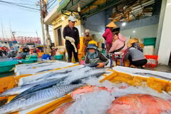 Các loại cá biển được bày bán tại cảng cá Đông Hải, thành phố Phan Rang-Tháp Chàm, tỉnh Ninh Thuận. (Ảnh: Nguyễn Thành/TTXVN)