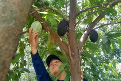 Nông dân Bình Phước trồng xen cacao trong vườn điều và càphê. (Ảnh: K GỬIH/TTXVN)