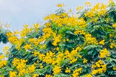 Ngắm đường phố Hà Nội rực rỡ sắc vàng hoa điệp