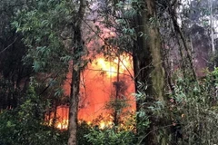 (Ảnh minh họa: TTXVN phát)