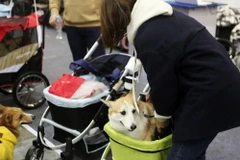 Người dân Hàn Quốc tại hội chợ thú cưng. (Nguồn: Yonhap)