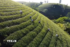 Đồi chè Phú Thọ. (Nguồn: TTXVN)