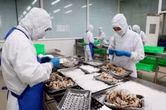 Chế biến thủy sản xuất khẩu tại Công ty Phát triển Kinh tế Duyên Hải (COFIDEC), huyện Bình Chánh, Thành phố Hồ Chí Minh. (Ảnh: Hồng Đạt/TTXVN)