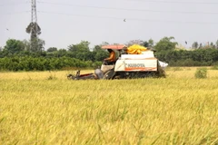 Đồng Tháp: Tạo vùng chuyên canh 161.000ha lúa chất lượng cao, phát thải thấp